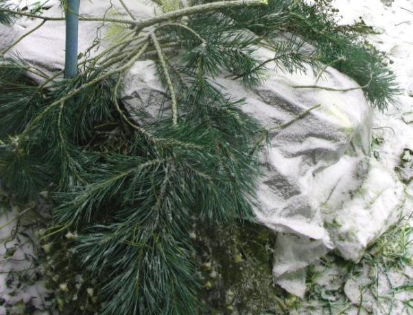 Wariant clematis pokrywę na zimę i lapnikom ze specjalnego materiału ( http://designdachi.ru/wp-content/uploads/2015/10/oktyabrskie-raboti2.jpg)