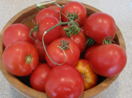 Pomidor Dachnik dla „leniwych” rolników
