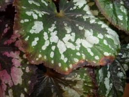 5 powodów dlaczego Begonia suche liście na krawędziach