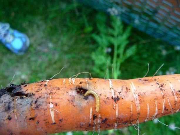 Chrząszcze - larwy chrząszcza, larwy sprężykowatych. Złoty robak nie tylko uszkodzenia mechaniczne - głębokie tunele, i zjada korzeń wewnątrz. Zazwyczaj otwór bardziej i staje się „brama” dla grzybów i bakterii, z powodu których uprawy gnicie. Jest, jest mało prawdopodobne, aby być!