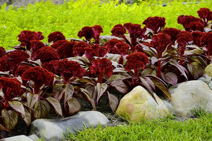 Celosia cristata, rodzaj "Dracula". Zobacz: http://semena-sazhency.ru