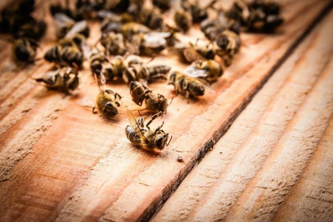Śmierć masa pszczół w 2019 roku | ZikZak