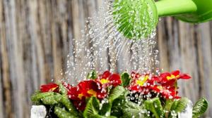 Jak można podlewać rośliny do szybkiego wzrostu i obfite kwitnienie