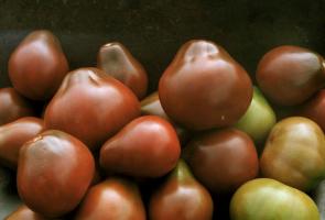 Odmiany pomidorów, które są sprawdzone i abonentów pochwały